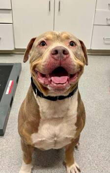 Rocco -  Mixed Breed Dog for Adoption in Moundsville, West Virginia - Rocco | PetCurious