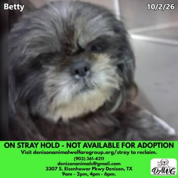 Betty -  Shih Tzu Dog for Adoption in Denison, Texas - Betty | PetCurious