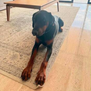 Dino Might -  Doberman Pinscher Dog for Adoption in Northbrook, Illinois - Dino Might | PetCurious