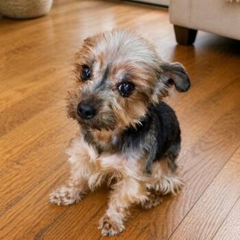 Yorkshire Terrier Dogs Available for Adoption in Houston, Texas - BEAR  (Purebred, Cuddly, Loving, Adorable, Great Car Rider) | PetCurious