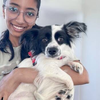 Oreo -  Jack Russell Terrier and Papillon Dog for Adoption in Chapel Hill, North Carolina - Oreo | PetCurious