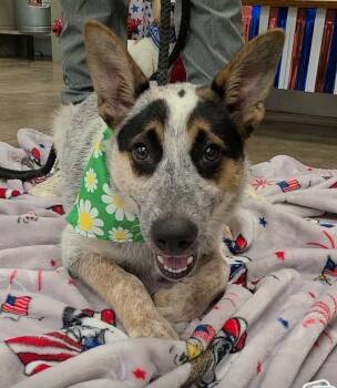 Ralph -  Australian Cattle Dog Blue Heeler Dog for Adoption in Lakewood Ranch, Florida - Ralph | PetCurious