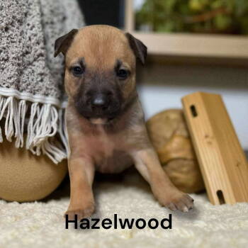 Rescue Border Collie and Labrador Retriever Dogs for Adoption in Gilberts, Illinois - Hazelwood | PetCurious