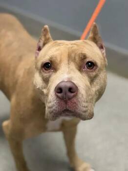 LUVZ -  Pit Bull Terrier and Mixed Breed Dog for Adoption in Las Vegas, Nevada - LUVZ | PetCurious