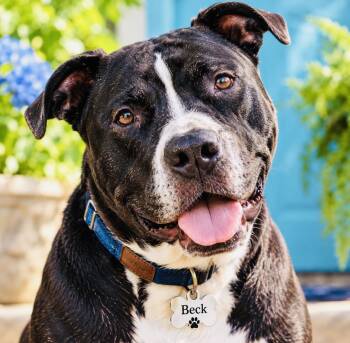 Beck -  American Staffordshire Terrier and Labrador Retriever Dog for Adoption in Cumming, Georgia - Beck | PetCurious