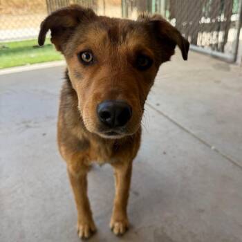 Mixed Breed Dogs Available for Adoption in Flagstaff, Arizona - Janice | PetCurious