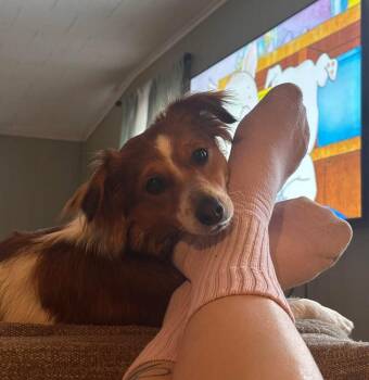 Kenny -  Australian Shepherd Dog for Adoption in West Peoria, Illinois - Kenny | PetCurious