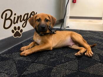 Bingo -  Labrador Retriever Dog for Adoption in Carmel Hamlet, New York - Bingo | PetCurious