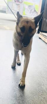 German Shepherd Dog Dogs Available for Adoption - Gordon | PetCurious