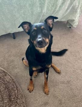 Cricket -  Mixed Breed Dog for Adoption in Athens, Georgia - Cricket | PetCurious