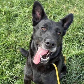 Boo -  Labrador Retriever and Mixed Breed Dog for Adoption in Turlock, California - Boo | PetCurious