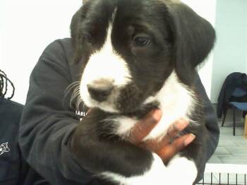 Mixed Breed Dogs Available for Adoption - JEANETTE | PetCurious