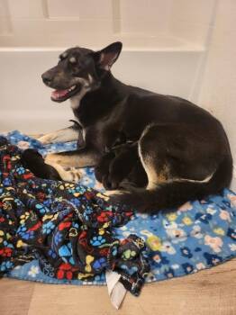 German Shepherd Dog and Husky Dogs Available for Adoption - Pie | PetCurious