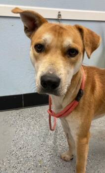 Labrador Retriever Dogs Available for Adoption in Phoenix, Oregon - Paul | PetCurious