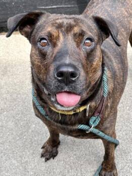Zita -  Mixed Breed Dog for Adoption in Cincinnati, Ohio - Zita | PetCurious