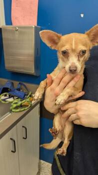 Stacey -  Chihuahua and Mixed Breed Dog for Adoption in Atlanta, Georgia - Stacey | PetCurious