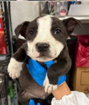 Mixed Breed Dogs Available for Adoption in West Chester, Pennsylvania - Chandler | PetCurious