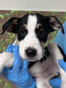 Labrador Retriever and Mixed Breed Dogs Available for Adoption - Otto | PetCurious