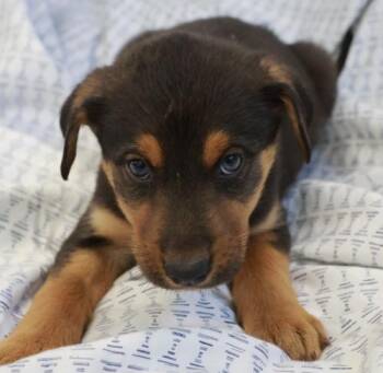 Miri -  Shepherd Dog for Adoption in Thief River Falls, Minnesota - Miri | PetCurious