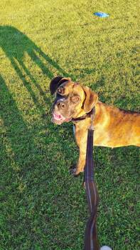 Astrid -  Boxer Dog for Adoption in New London, Wisconsin - Astrid | PetCurious