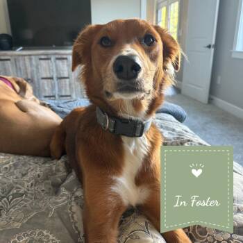 Odin -  Border Collie Dog for Adoption in Chico, California - Odin | PetCurious