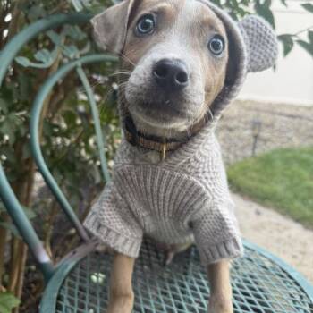 Golden Grahams -  Mixed Breed Dog for Adoption in Toms River, New Jersey - Golden Grahams | PetCurious