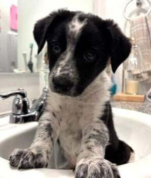 Catahoula Leopard Dog and Australian Shepherd Dogs Available for Adoption in Dallas, Texas - Scout | PetCurious