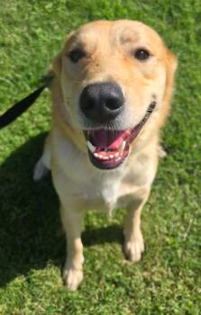 POLO 425 -  Retriever Dog for Adoption in New Berlin, Wisconsin - POLO 425 | PetCurious
