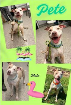 Pete -  Pit Bull Terrier Dog for Adoption in Blountville, Tennessee - Pete | PetCurious