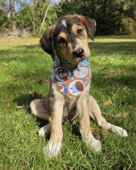 Rescue Hound Dogs for Adoption in Bonifay, Florida - Tigger (Coming Soon) | PetCurious