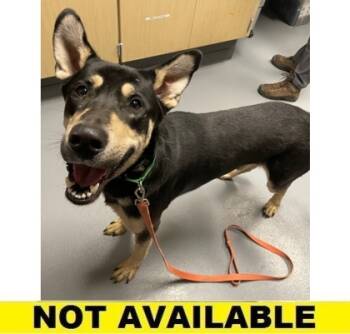 Rescue Mixed Breed Dogs for Adoption in Eugene, Oregon - Heathcliff | PetCurious