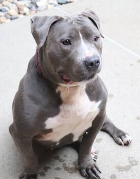 Zeus -  Pit Bull Terrier and English Bulldog Dog for Adoption in Sioux City, Iowa - Zeus | PetCurious