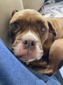 Rescue Pit Bull Terrier and Boxer Dogs for Adoption in New Bern, North Carolina - Trudie | PetCurious