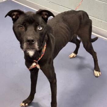 Lupin -  Black Labrador Retriever and Husky Dog for Adoption in Greensboro, North Carolina - Lupin | PetCurious