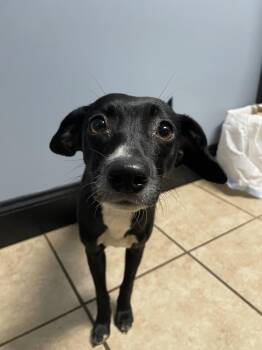Rat Terrier and Italian Greyhound Dogs Available for Adoption in Newnan, Georgia - Charlotte | PetCurious