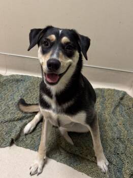 Nova -  Mixed Breed Dog for Adoption in Quincy, California - Nova | PetCurious