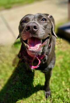 Rescue Weimaraner Dogs for Adoption in Newport Beach, California - Mouse | PetCurious