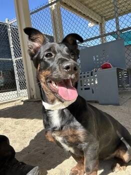 Rescue Chihuahua and Mixed Breed Dogs for Adoption in Thousand Palms, California - STITCH | PetCurious