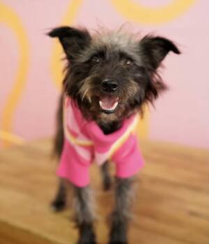 Terrier Dogs Available for Adoption in Pasadena, California - Raven | PetCurious