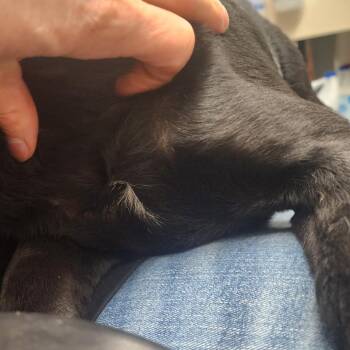 Labrador Retriever Dogs Available for Adoption - Precious | PetCurious