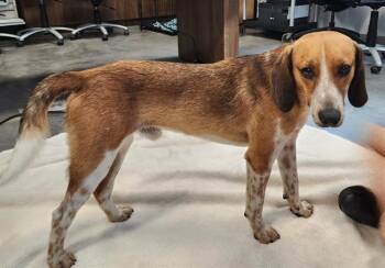 FINN -  Plott Hound and Mixed Breed Dog for Adoption in Brunswick, Georgia - FINN | PetCurious