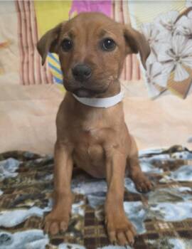 Rhodesian Ridgeback Dogs Available for Adoption - Rodriga | PetCurious
