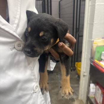 Black Berry -  Terrier and Mixed Breed Dog for Adoption in Clanton, Alabama - Black Berry | PetCurious