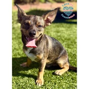 Papi COH -  Chihuahua Dog for Adoption in Inglewood, California - Papi COH | PetCurious