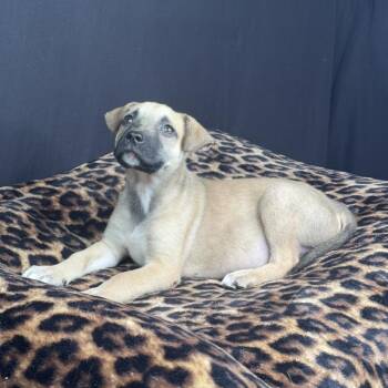 Vito (adoption fee 100.00) -  Black Mouth Cur and Labrador Retriever Dog for Adoption in Atlanta, Texas - Vito (adoption Fee 100.00) | PetCurious