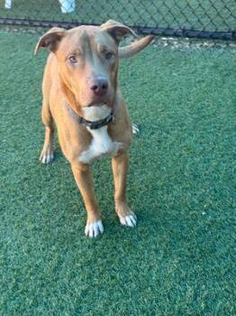 Rescue Pit Bull Terrier Dogs for Adoption in Eagle, Idaho - Rudy *Courtesy Post. Out Of Town Pet. See Below For Details* | PetCurious