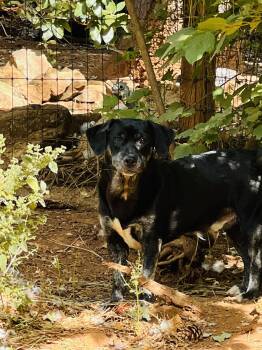 Vector -  Dogue De Bordeaux Dog for Adoption in Roseville, California - Vector | PetCurious