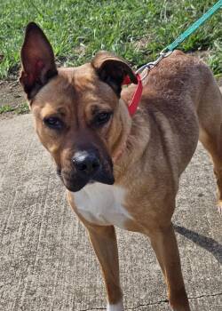 Rescue German Shepherd Dog Dogs for Adoption in Burlington, New Jersey - Shondra | PetCurious