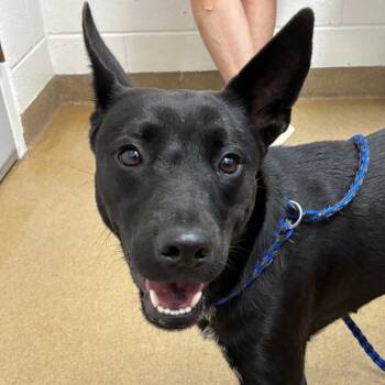 Rescue Terrier Dogs for Adoption in Corpus Christi, Texas - Winnie | PetCurious