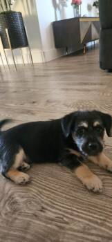 Dachshund and Chihuahua Dogs Available for Adoption in Phoenix, Arizona - Bisol | PetCurious